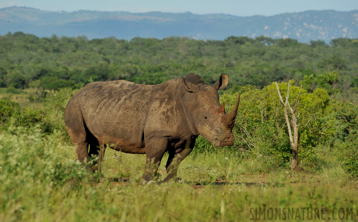 Ceratotherium simum simum [300 mm, 1/1250 sec at f / 10, ISO 1000]